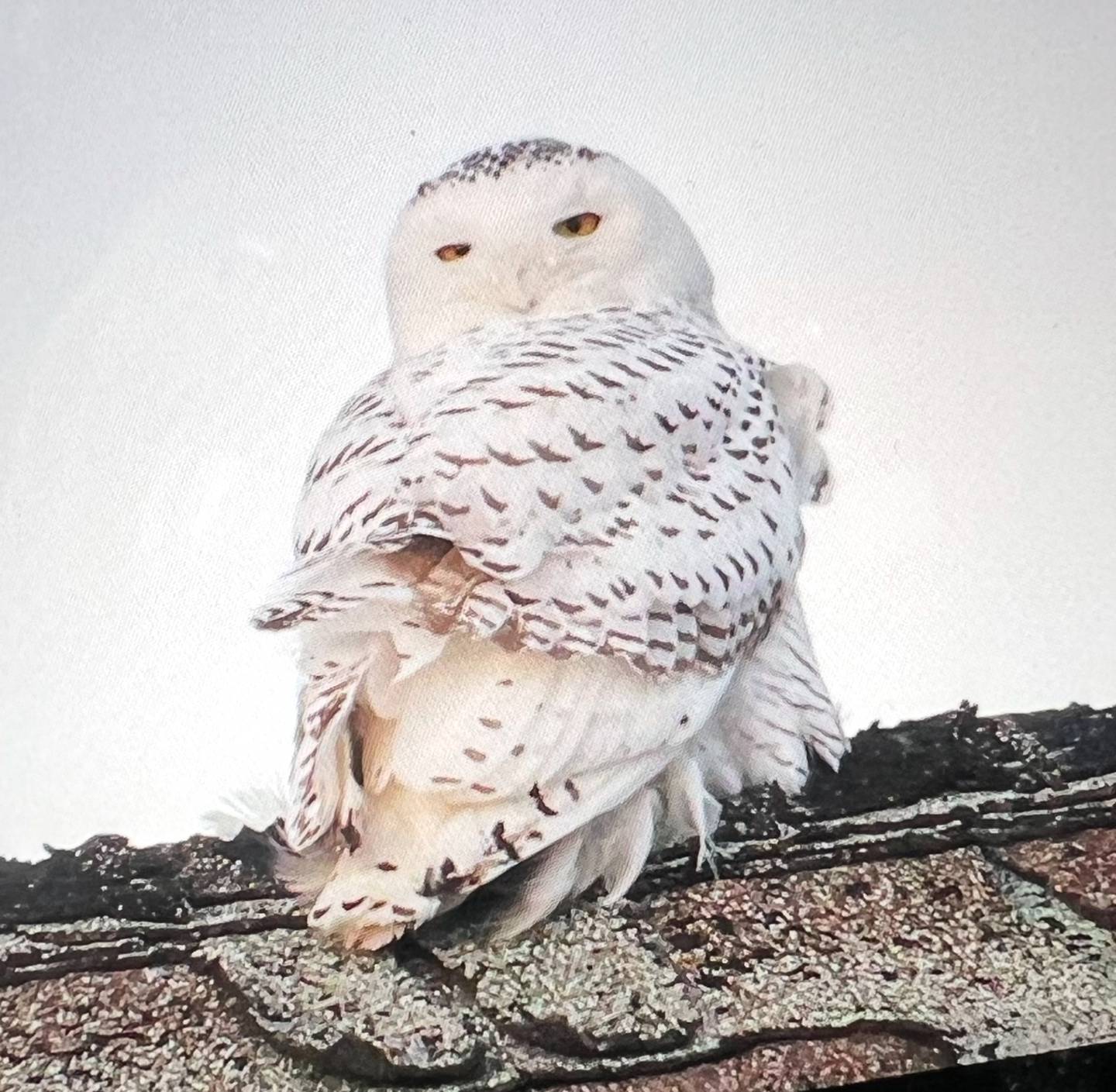 Photographer Justine Neslund took photos of the snowy owl spotted near McHenry several times in nearly two weeks. The bird was found dead early Tuesday, Dec. 17, 2024, after being hit by a car.