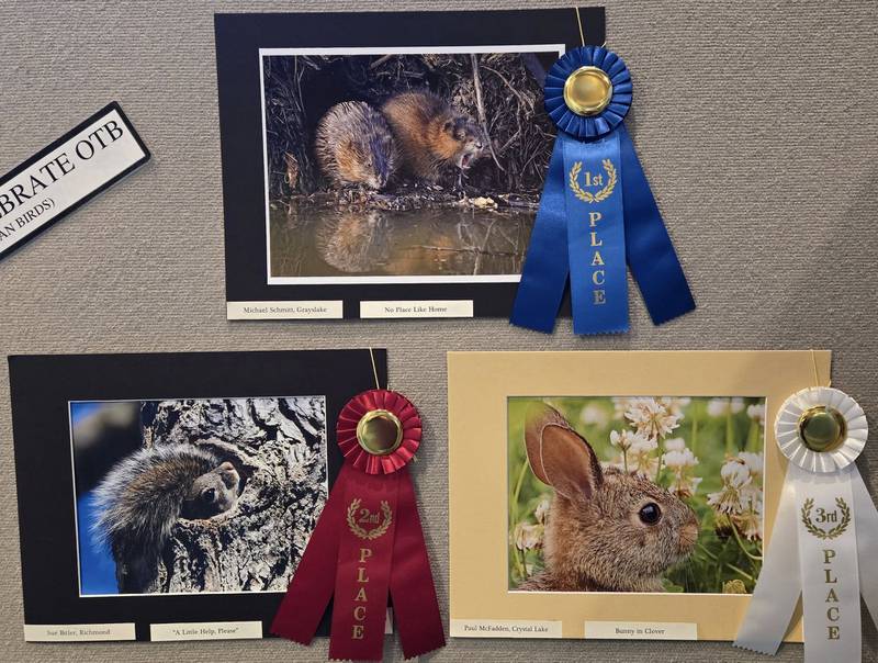 Color Vertebrate OTB (Other Than Birds)

1st      Michael Schmitt of Grayslake for “No Place Like Home”
2nd     Sue Bitler of Richmond for “A Little Help, Please”
3rd      Paul McFadden of Crystal Lake for “Bunny in Clover”