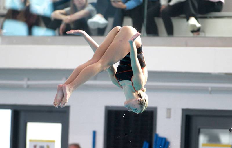 Wheaton co-op’s Hayley Hinckley dives during the IHSA Girls State Swimming and Diving Championships at the FMC Natatorium in Westmont on Saturday, Nov. 11, 2023.