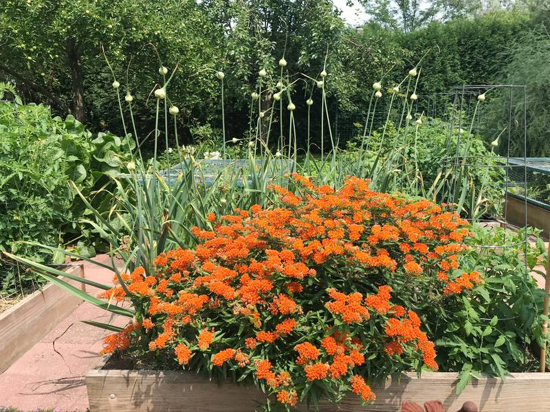 Butterflyweed (Asclepias tuberosa), a type of native milkweed, is a stunning perennial that produces a mass of bright orange flowers.