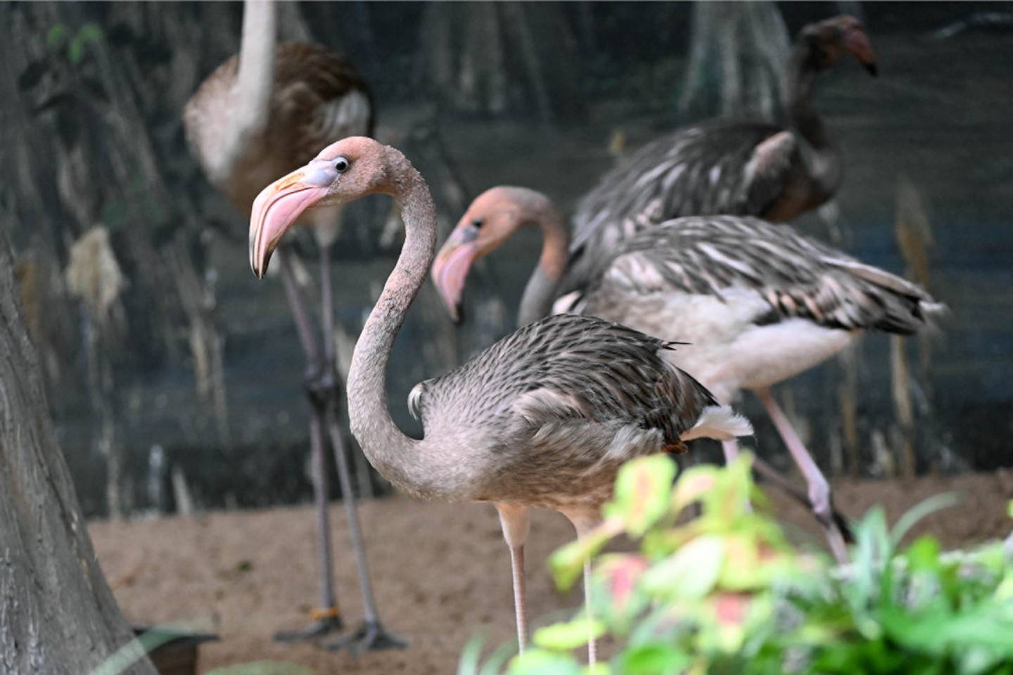 Nine young American flamingos recently arrived at Brookfield Zoo. They can be seen in The Swamp.