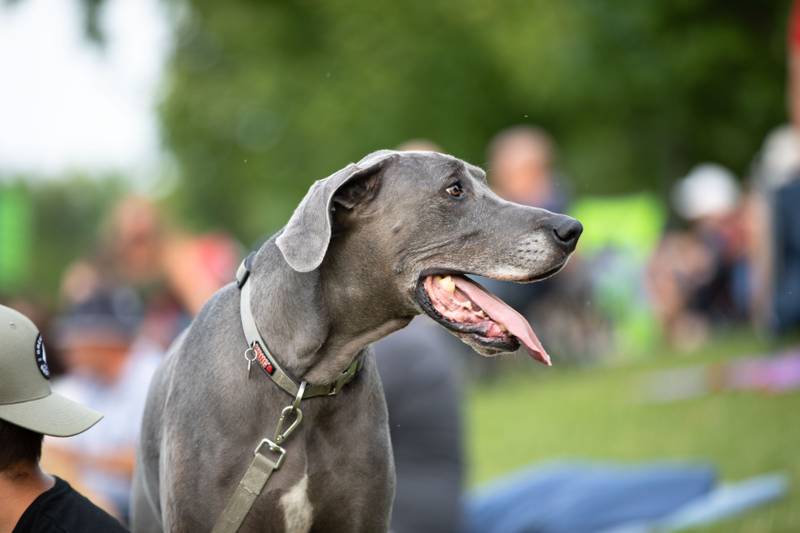 The Kane County Cougar's host "Bark in the Park" at Northwestern Medicine Field on Tuesday, July 26, 2022.