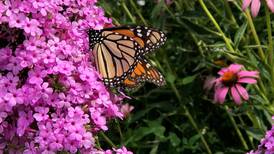 Down the Garden Path: Getting your garden (and you) through summer’s end 