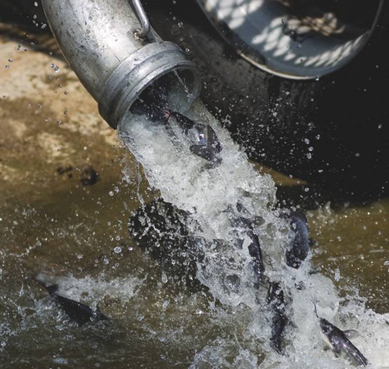 4,000 channel catfish are released in the Rock River Tuesday afternoon by the Illinois Department of Natural Resources after a fish kill swept through the area in late June. (Alex T. Paschal)