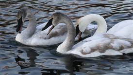 Trumpeter swans make a comeback, now thrive since pairs were introduced near Harvard in 1980s