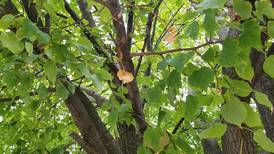 Joliet taking citywide inventory of trees