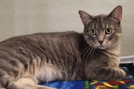 This young cat knows ‘The Power of Love’ 