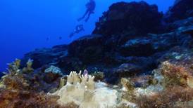 84% of the world’s coral reefs hit by worst bleaching event on record