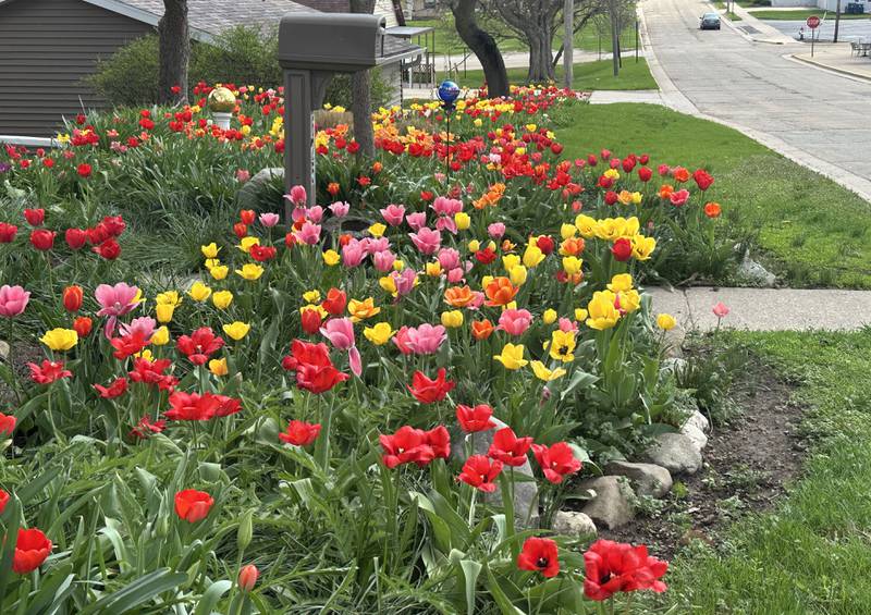 More than 1,000 tulips bloom on Tuesday, April 14, 2026, outside a home at the corner of Greenwood and Fourth streets in Spring Valley. The home is located across the street from Verucchi's restaurant. The tulips return each year at this location, creating a vibrant display that serves as a sure sign of spring.
