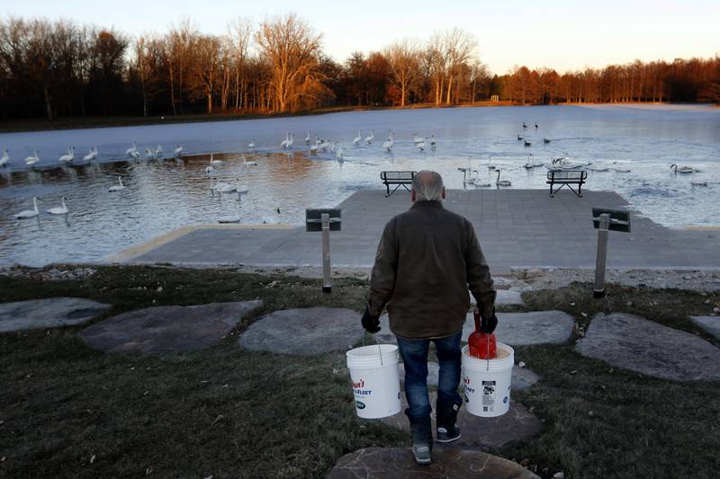 Henri Giugni carries buckets of feed on Monday, Dec. 2, 2024, to feed some of the close to 100 trumpeter swans that returns to the lake at Somerset Manor in Harvard. In 1985, Giugni and this wife, June, brought in four pairs of native trumpeter swans and now up to 100 trumpeter swans return every winter to their Harvard castle.