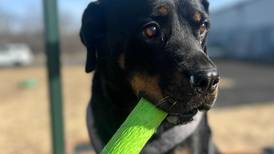 Lap dog seeks forever family to snuggle with
