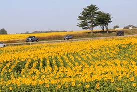Photos: Commercial sunflower fields bloom along Interstate 80 in Bureau County