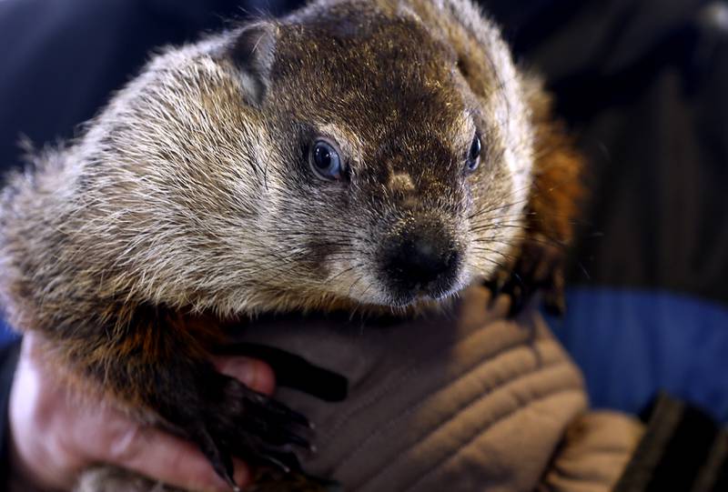 Mark Szafran holds his groundhog on Wednesday, Jan. 31, 224 in Crystal Lake. Szafran will be bring his weather prognosticating groundhog to Woodstock on Friday for the annual Groundhog's Day prediction.