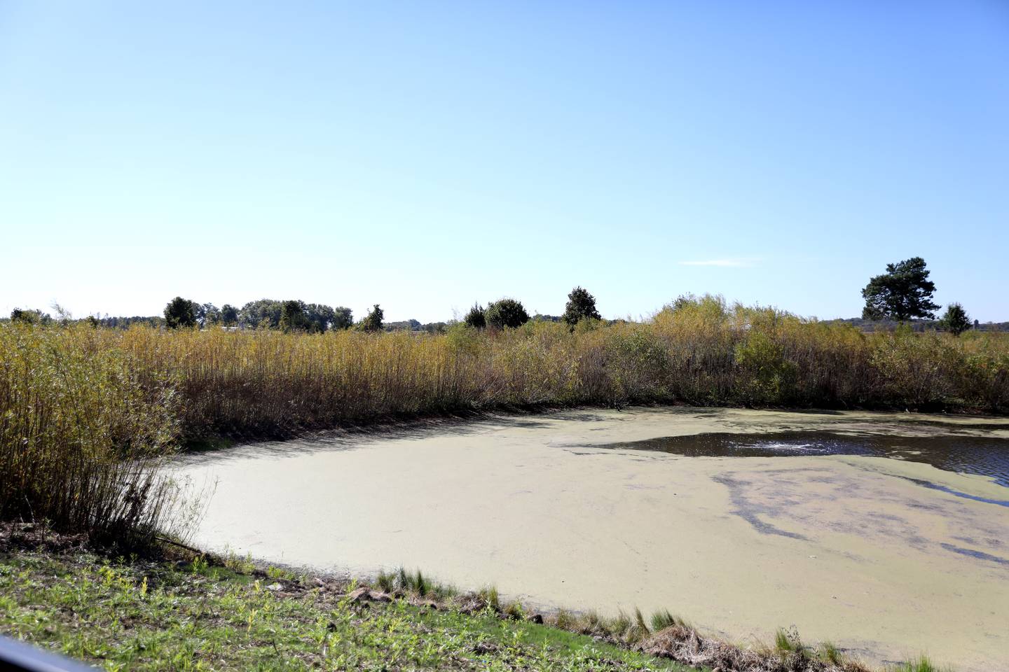 Sam Randall, who lives in the Mill Creek subdivision adjacent to Tanna Farms Golf Club, says the pond next to his property has turned into an algae-filled nuisance.