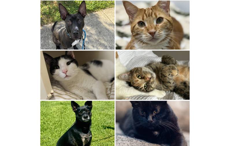 The Herald-News presents this week’s Pets of the Week. Read the description of each pet to learn about it, including where it can be adopted in Will County.