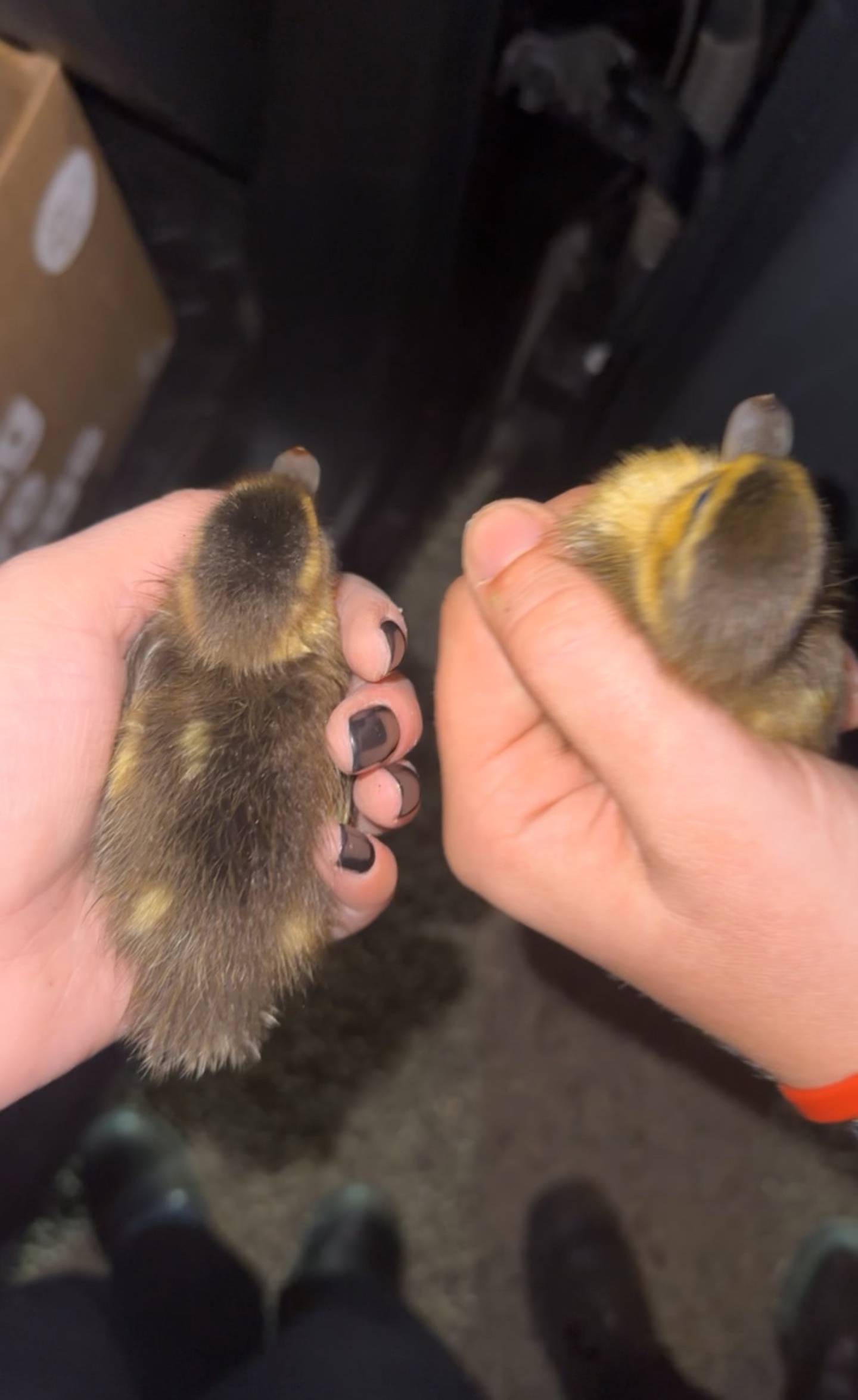 Geneva Police Officer Erica Bolger holds two of five ducklings rescued from a stormdrain in the 600 block of Cannon Drive, late Thursday, May 8.