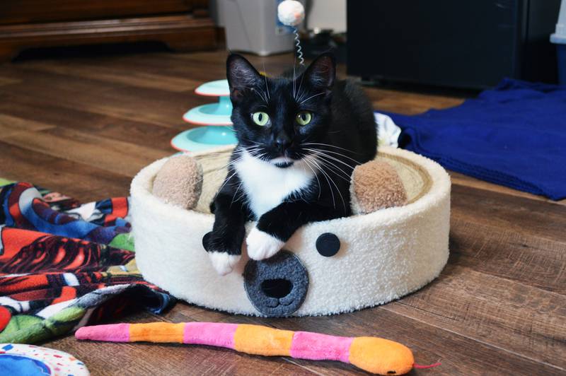 Calliope, a 2-year-old tuxedo cat, is up for adoption from Project Humane Polo.