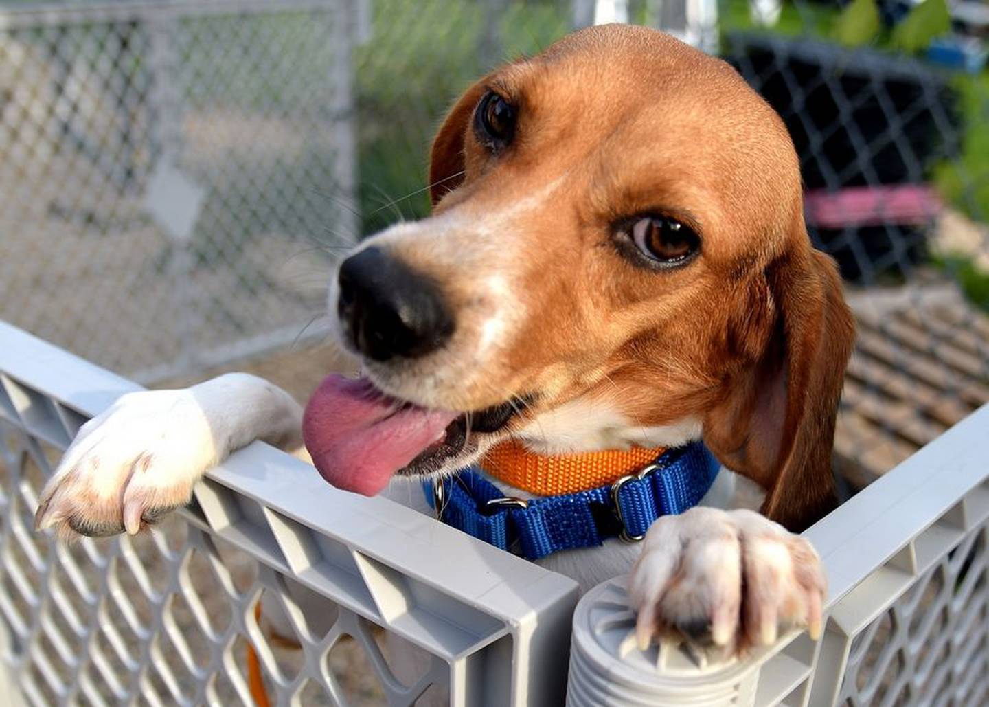 Seventy-five more beagles, all females about a year old, were brought back by Anderson Humane overnight from the Envigo breeding facility in Virginia.