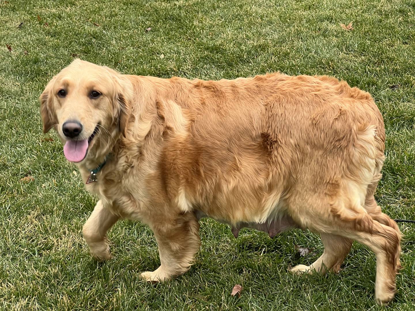 Kristen Vesely of Crystal Lake fostered , to Hope, rescued Dec. 10 from an Ohio puppy mill. Hope gave birth to 14 puppies just three days later, with all but one surviving.