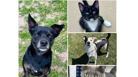 Will County Pets of the Week: Aug. 4, 2025