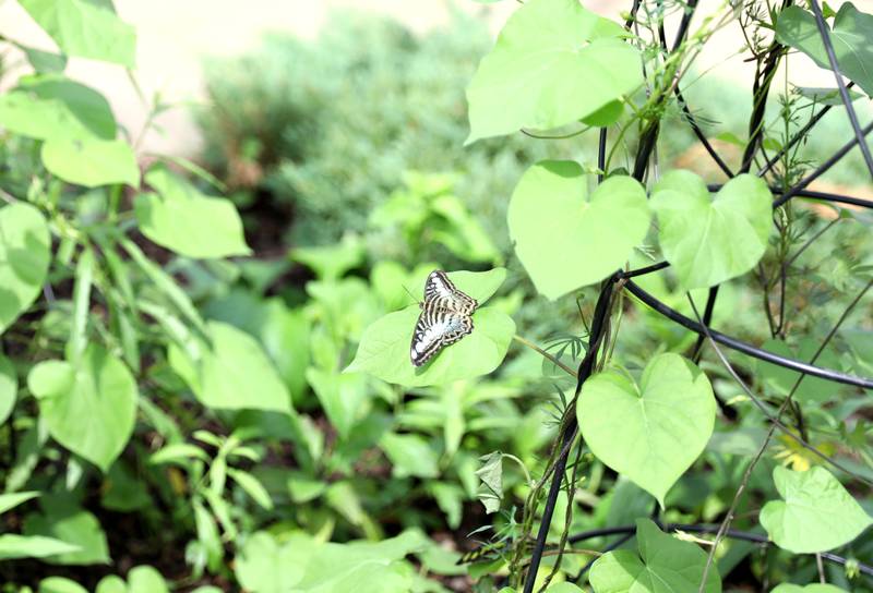 A butterfly lands on a leaf at the Geneva Park District’s Peck Farm Butterfly House on Thursday, July 6, 2023.