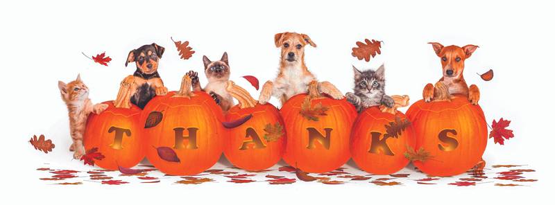 This month is a good time to appreciate the animals that enrich our lives and the people who love pets.