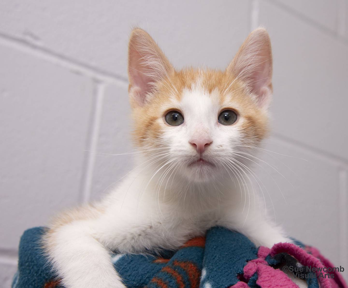 Sherbet is a domestic shorthaired kitten that was found outdoors as a stray. He is playful and spunky. He is also FIV-positive. FIV cats tend to be overlooked in shelters because of the condition. But with care, these cats can lead a normal life. Contact the Will County Humane Society at willcountyhumane.com and  follow the directions for the adoption process.