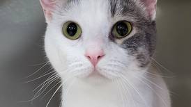 Younger cat would love to be part of family again