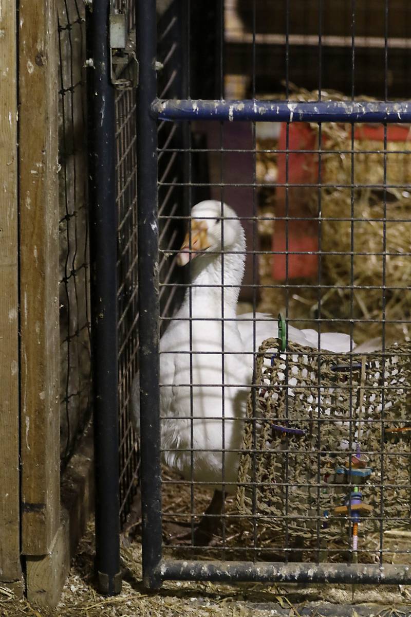 A duck keeps an eye on all the activity in the barn  on Thursday, Jan. 11, 2024, as Laurie Kay, of the Stardust Animal Sanctuary, and  Leslie SanFilippo, work on prepping for the cold weather, by moving animals inside or piling hay and hanging blankets to keep out the cold from the animals pens.
