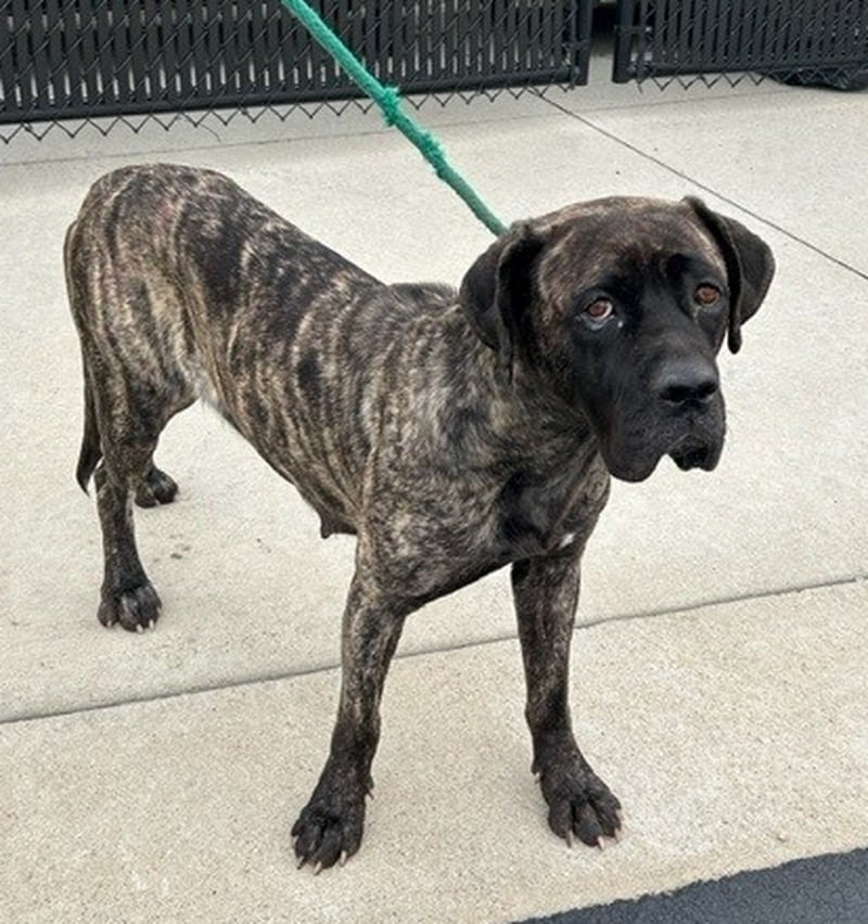 Will County officials are searching for the suspects responsible for abusing a dog named Hermoine, who was found on Wednesday, Sept. 27, 2023, in Washington Township.