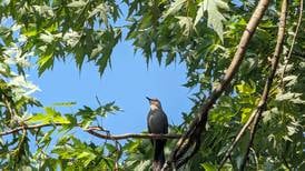 Good Natured in St. Charles: Catbird song mimicry dazzles lucky listeners