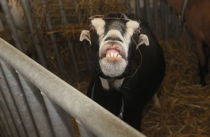 A goat greets visitors with a smile during the Lake County Fair at the Lake County Fairgrounds on Friday, July 28th in Grayslake.  
Photo by Candace H. Johnson for Shaw Local News Network