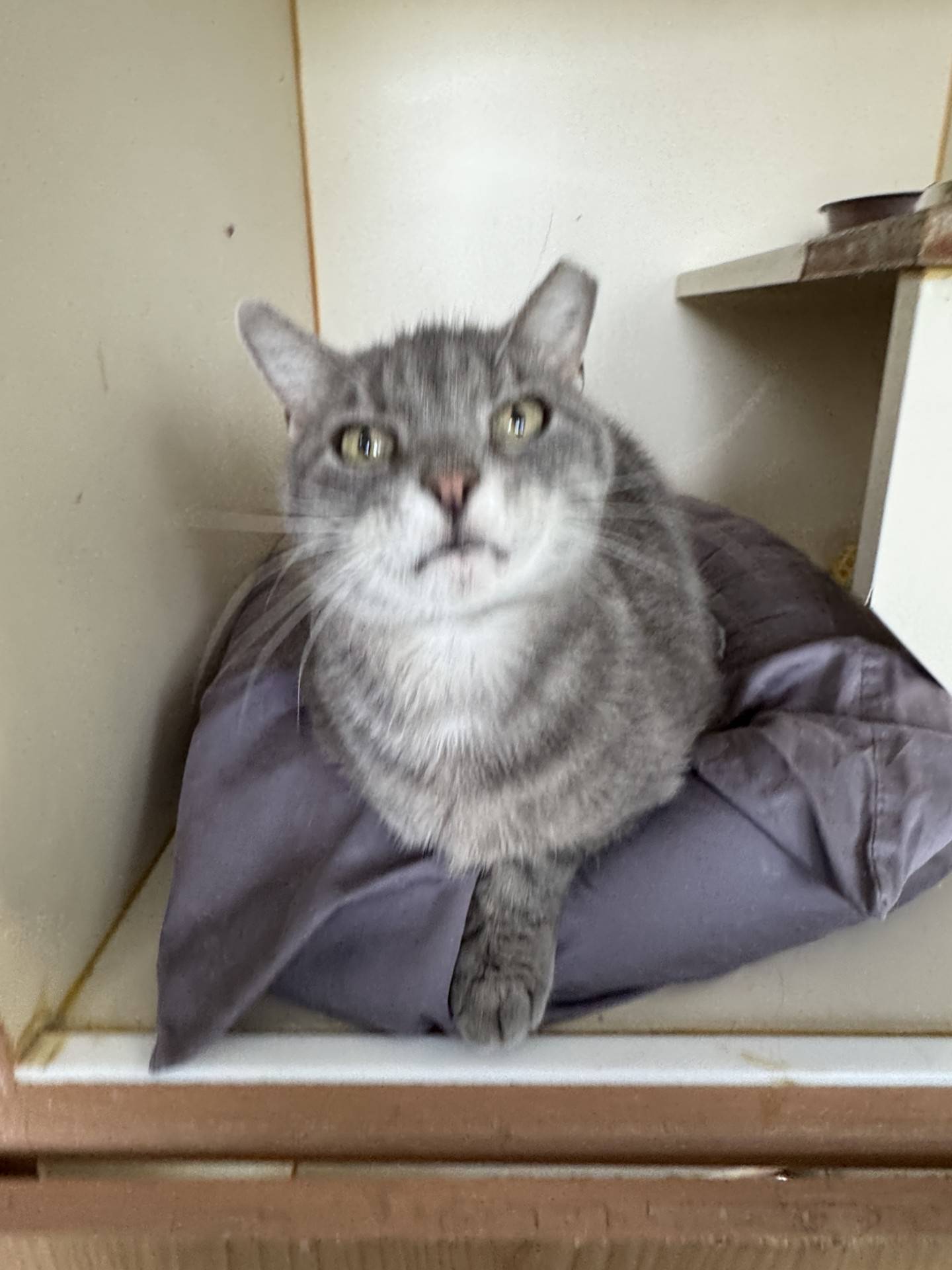 Eight-year-old Marguerite was a friendly stray that needs a safe and loving home. Marguerite is chatty, curious, outgoing, friendly and gentle. She will approach new people, seeking their attention. She likes to be petted and gives affectionate head bumps. Marguerite is FIV-positive, so she needs to be the only cat in the home or live with other FIV-positive cats. She will make a wonderful companion. To meet Marguerite, email Catadoptions@nawsus.org. Visit nawsus.org.