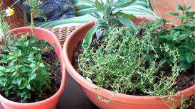 Edible indoor garden workshops coming to 5 libraries in La Salle, Bureau counties