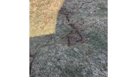 Noticing little tunnels in your yard as the snow melts? You’re not alone
