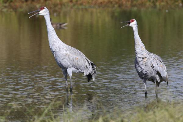 Bird walks, owl banding and more with Kane County Audubon