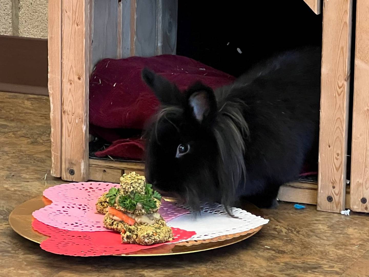 Mopsy is one of Hickory Knolls Discovery Center’s resident rabbits. She helps educate visitors about the complex care needs posed by pet bunnies.