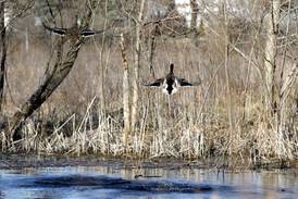 Summer-long outdoor scavenger hunt hosted by McHenry County Conservation District