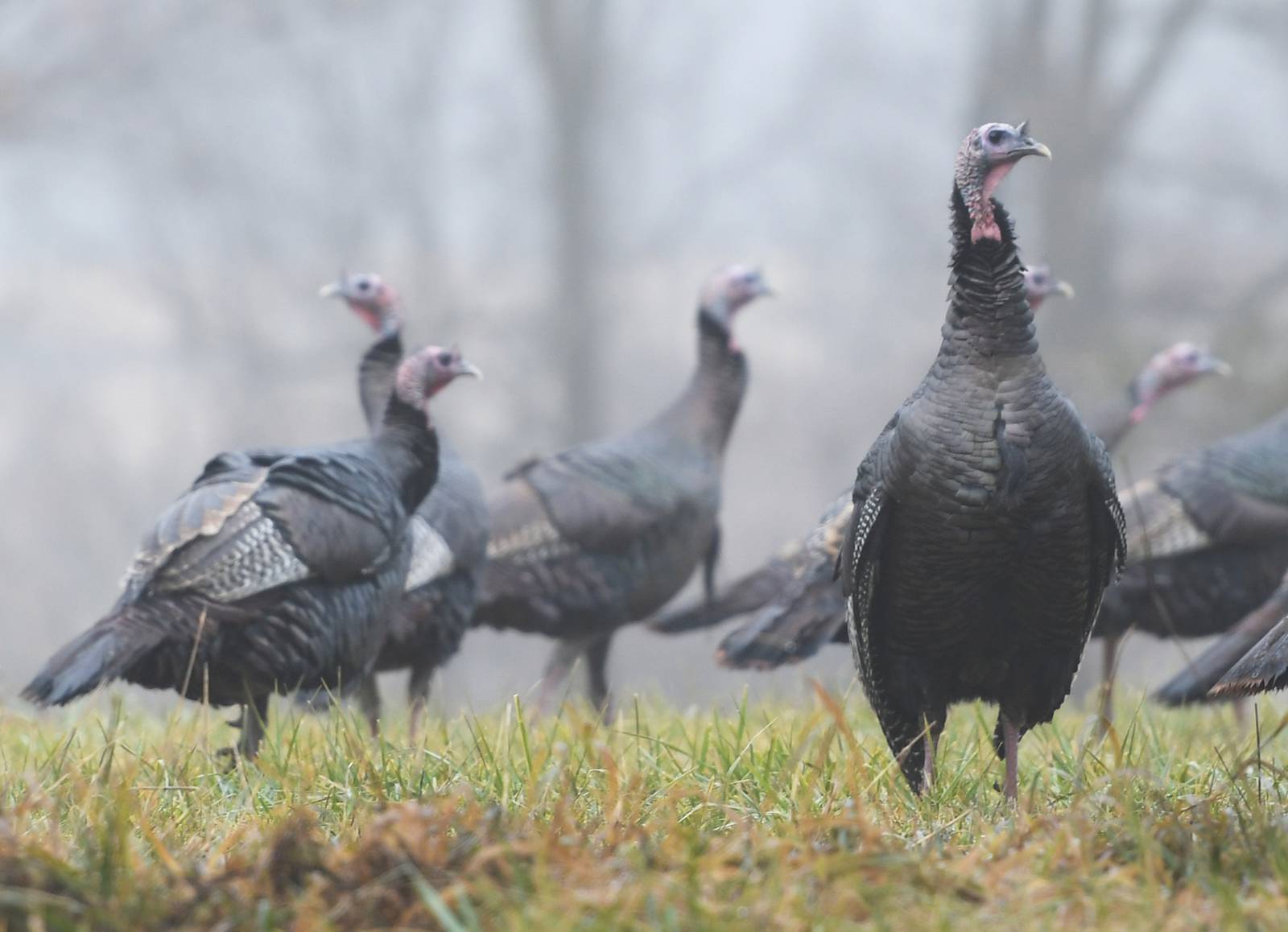 27 wild turkeys hunted in Chicago collar counties during state’s 3rd