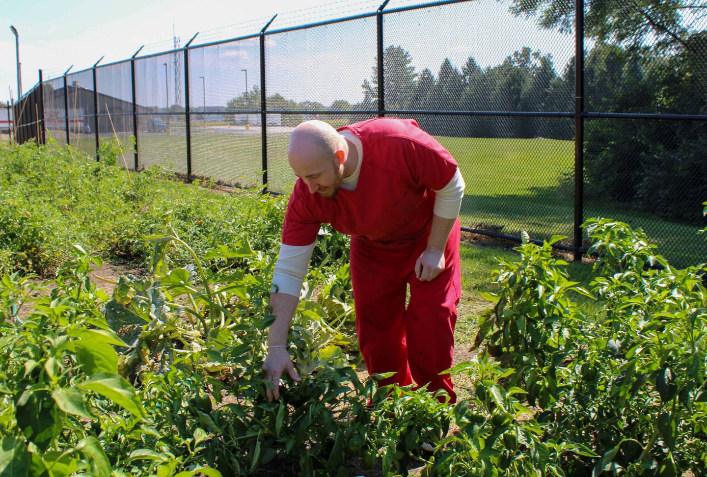Hallan Brady picking tomatoes in the garden.