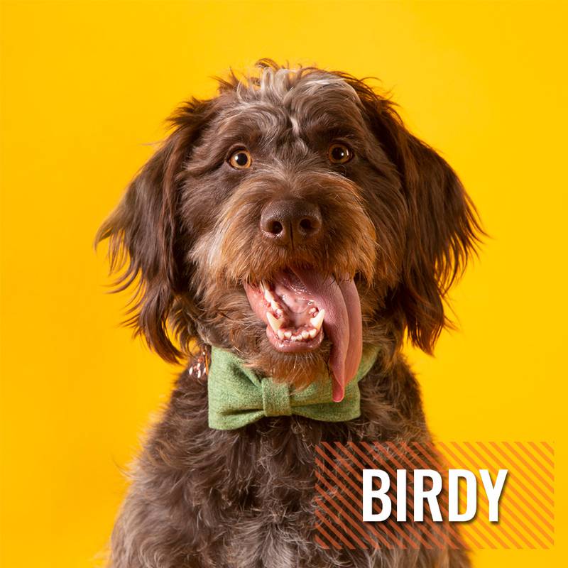 The results are in and Birdy is top dog in Starved Rock Country.