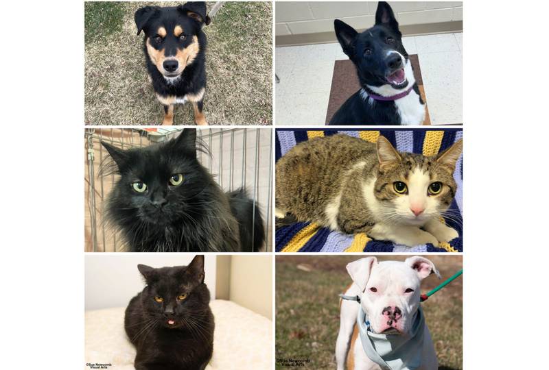 The Herald-News presents this week’s Pets of the Week. Read the description of each pet to find out about it, including where it can be adopted in Will County.