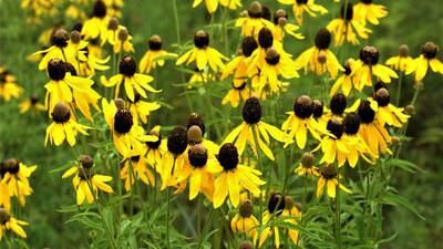 Down the Garden Path: Mix it up smart!