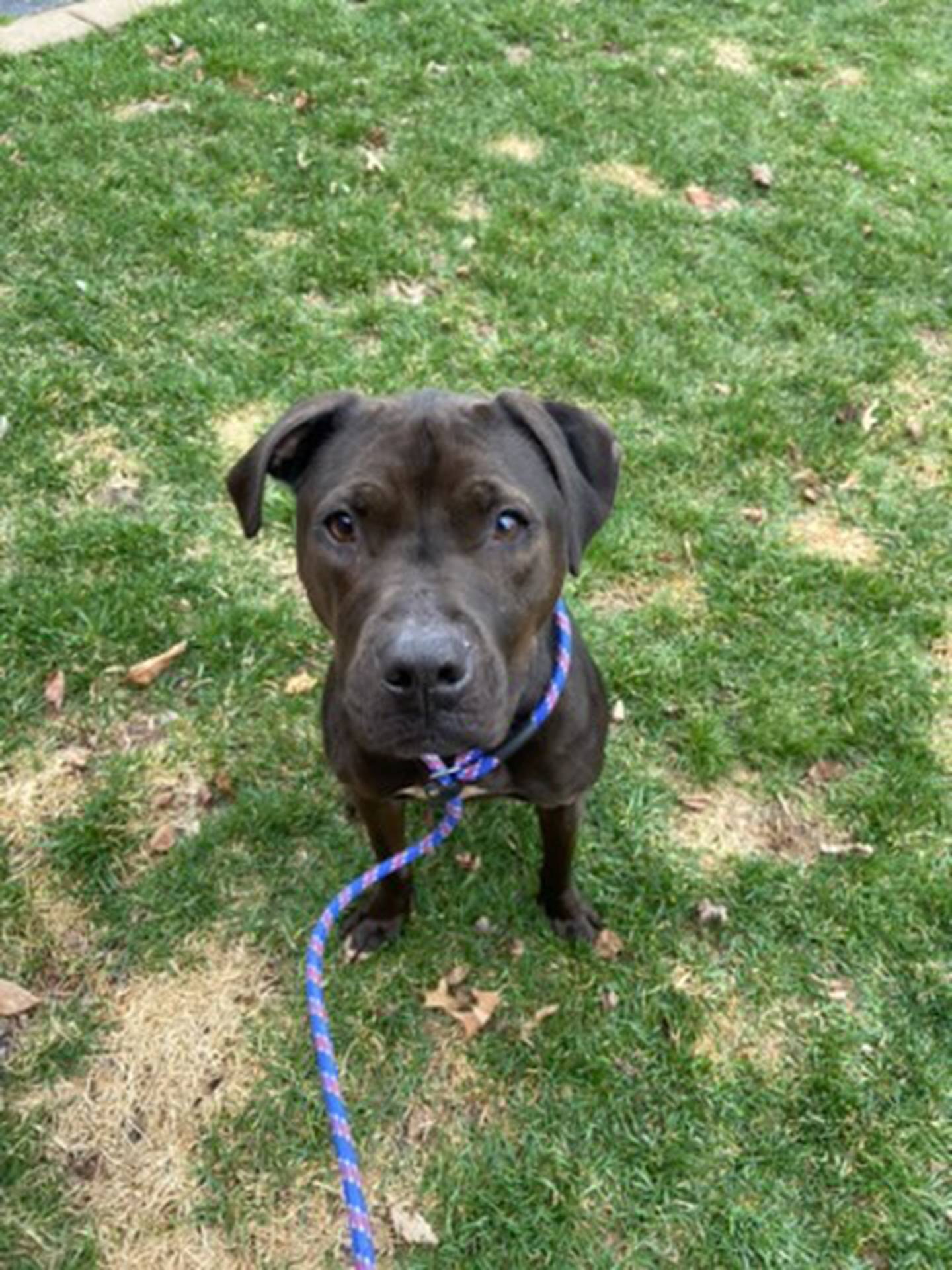 Poppy is a 3-year old female terrier that is fun, outgoing and energetic. She loves to go on walks and play with toys. Poppy loves people and is friendly – she is learning how to interact with other dogs and would need a slow introduction. She is sweet, active, and will bring a lot of love and laughter to her forever home. To meet Poppy, email Stacy at stacy@nawsus.org. Visit nawsus.org.