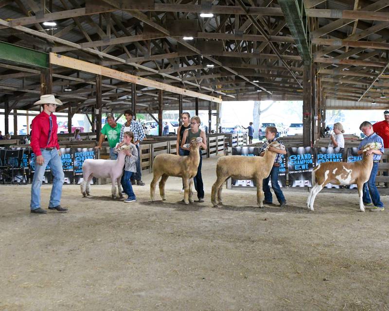 Tony Dupuis (left), University of Illinois agriculture graduate student judges the DeKalb County 4-H sheep competition on Friday, Aug. 4, 2023 held at the Sandwich Fairgrounds.