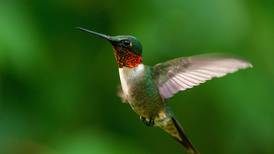 Will County forest preserves featuring Friday food trucks and tea with hummingbirds 