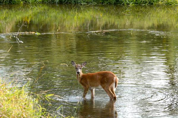 Letter to the Editor: Illinois needs to do more to protect wetlands