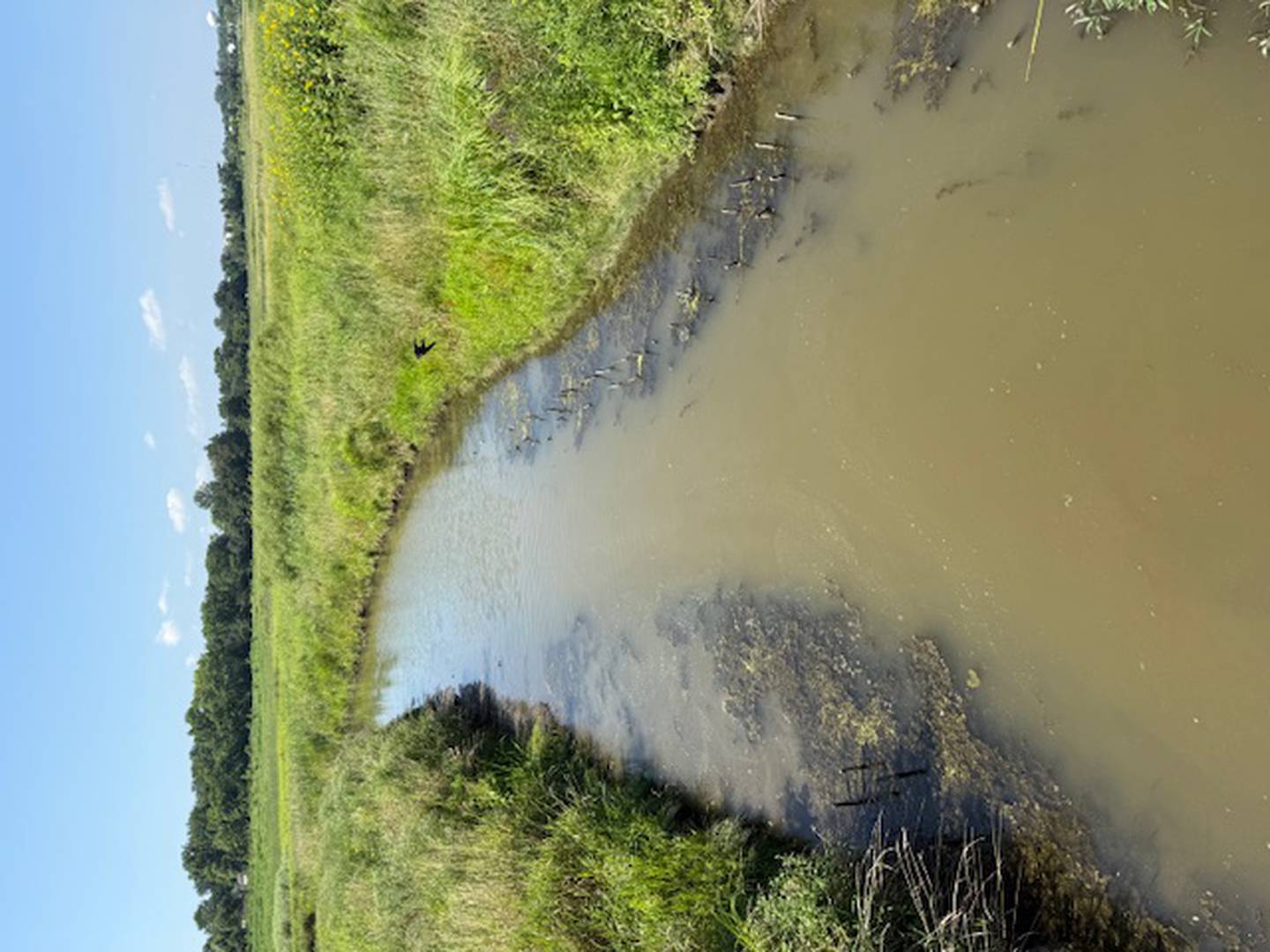 Spring Creek a focus of ongoing wetlands preservation and restoration work.
at Hadley Valley Preserve in Joliet seen here on Aug. 8, 2025
