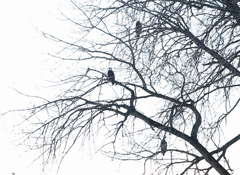 A Bald Eagles rests on branches on Plum Island on the Illinois River on Tuesday, Jan. 31 near Utica.