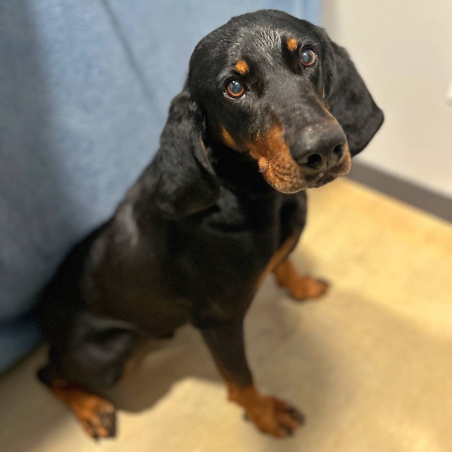 Cricket, a five-year-old, 70-pound black and tan coonhound who was rescued in Mississippi, is very active, friendly and always ready for adventure. Cricket loves people and does well with other dogs, but not cats. He needs a home with children over 10 years old. He will make a wonderful dog for an active family. To meet Cricket, email Dogadoption@nawsus.org. Visit nawsus.org.